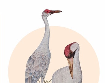 Cranes Giclée Print - Blue or Cream Coloured Bird Print - Wall Art - Valentines Gift - Mates for Life