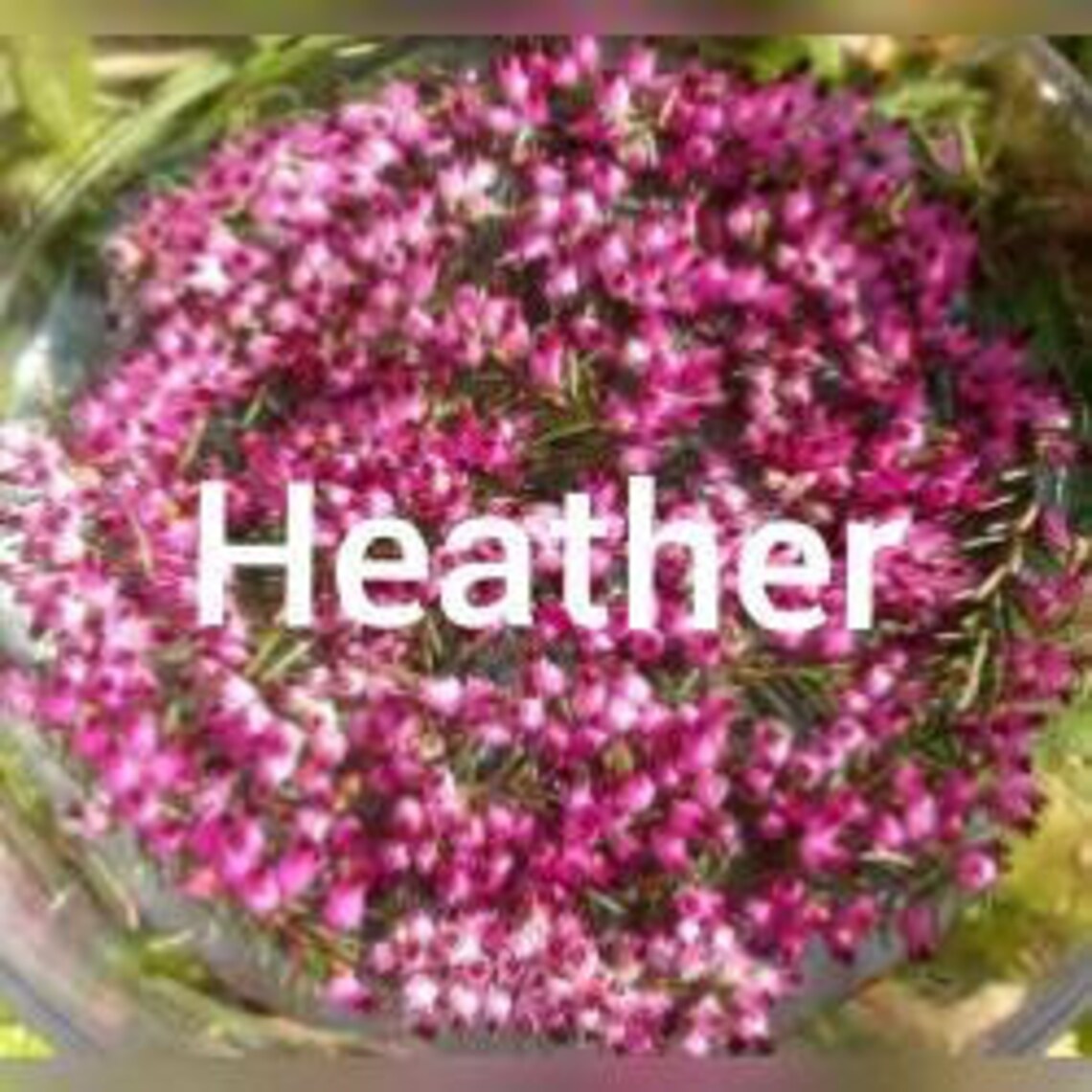 Heather Bach Flower Remedy Etsy