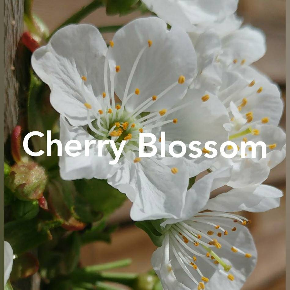 Cherry Blossom Flower Essence Etsy