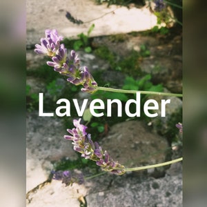 Lavender Flower Essence