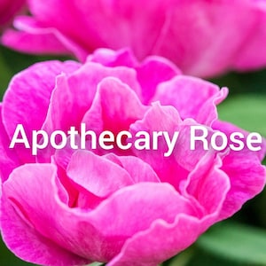 Apothecary Rose Flower Essence
