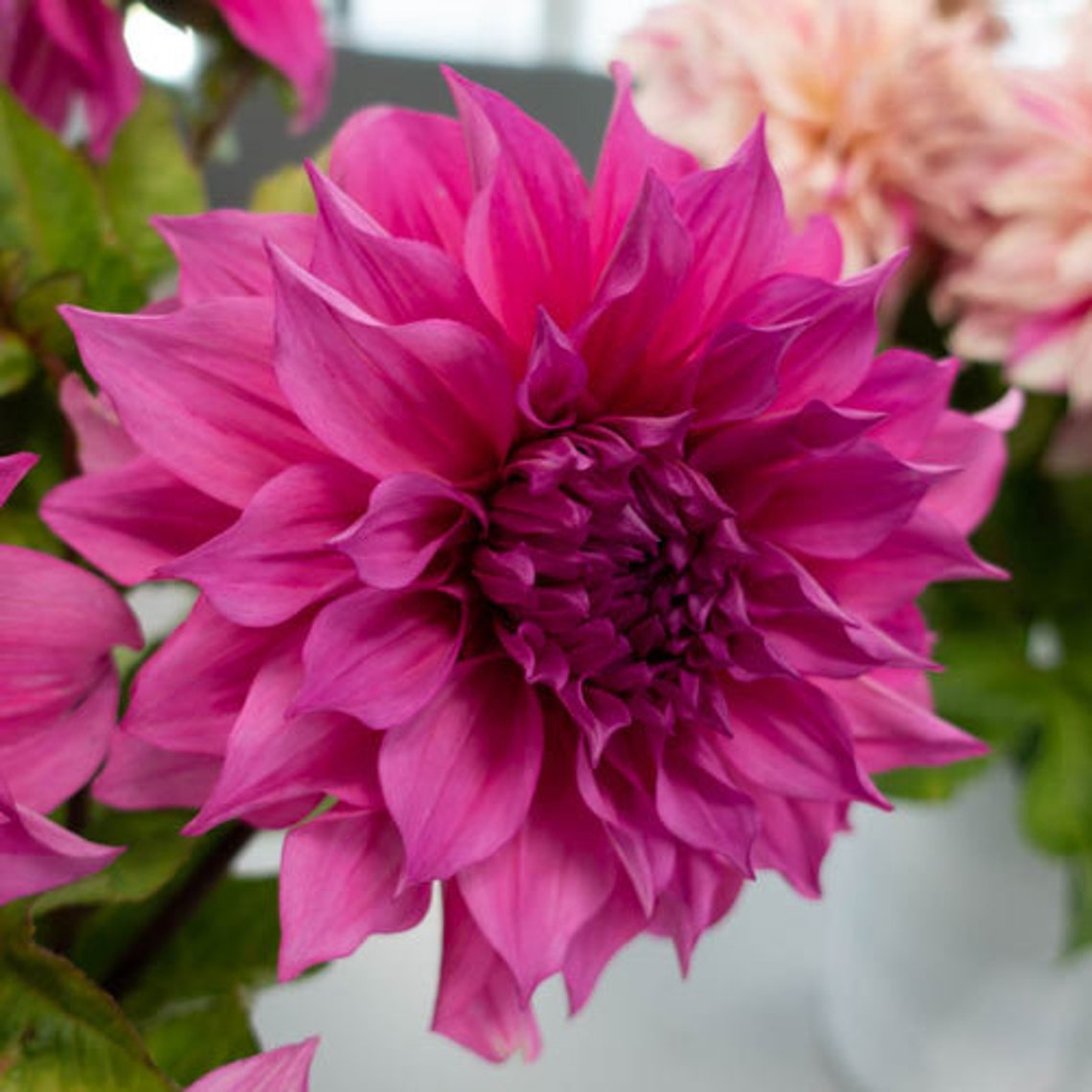 Dinnerplate Dahlia Café au Lait Rosé Blooming Size Bulb Tuber Etsy