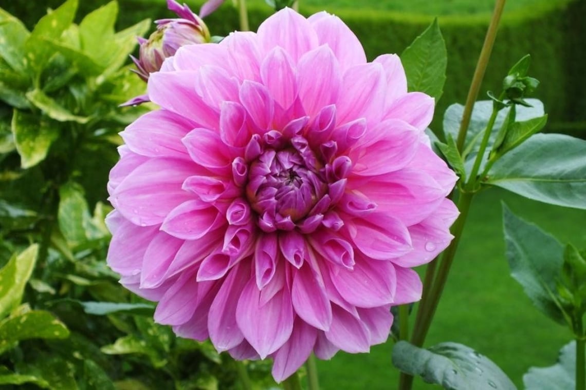 Dinnerplate Dahlia LAVENDER PERFECTION Blooming Size Bulb Etsy