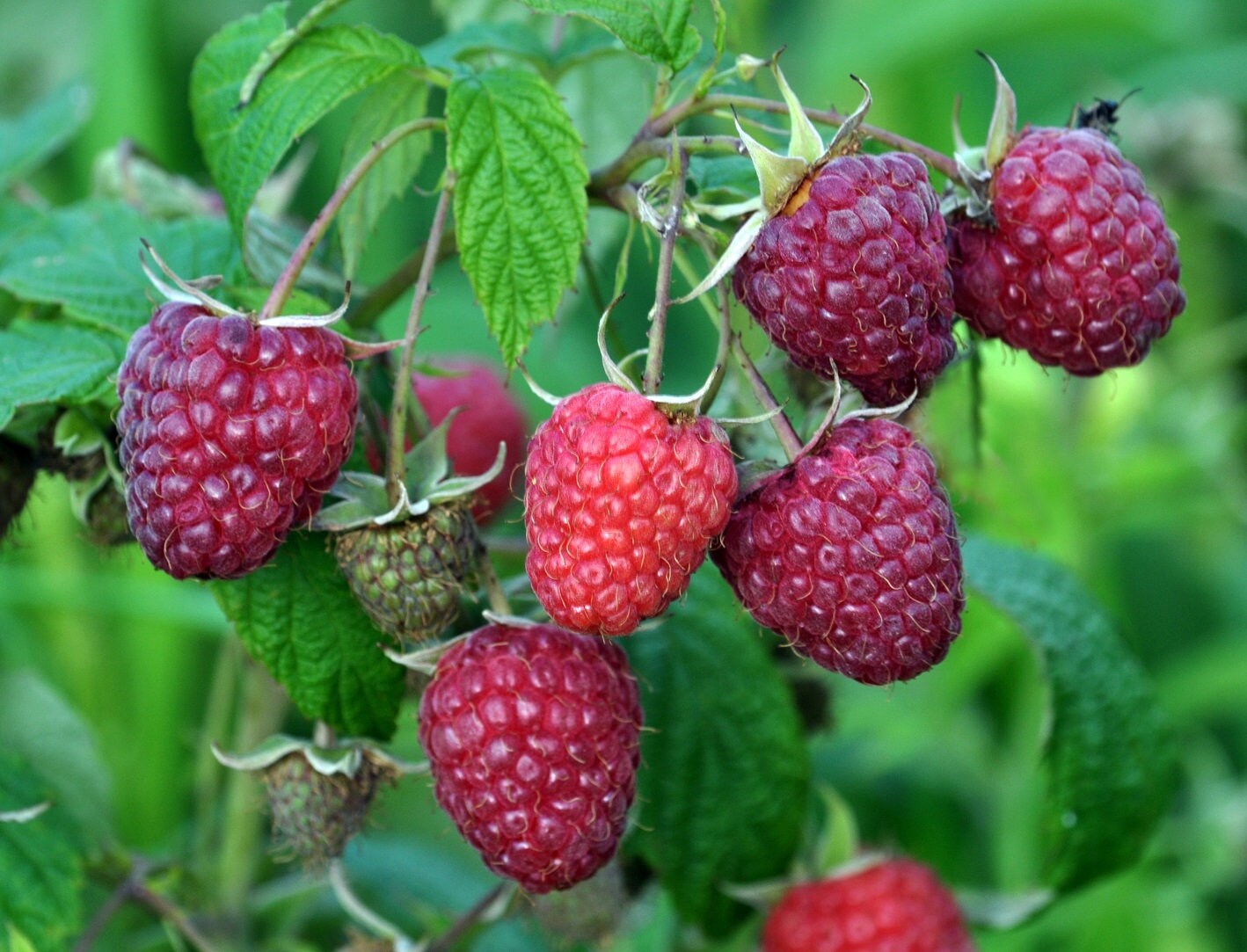 1 Royalty Purple RASPBERRY PLANT Grown Chemical Free Fall Etsy