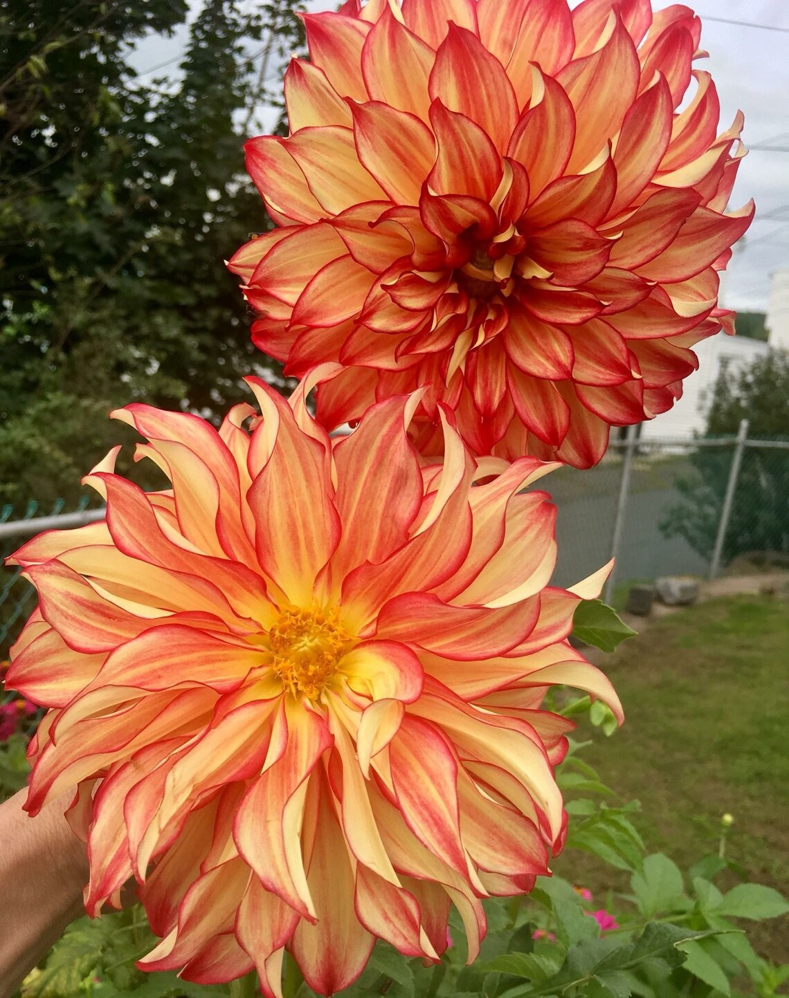 Dinnerplate Dahlia LADY DARLENE Blooming Size Bulb Tuber Etsy