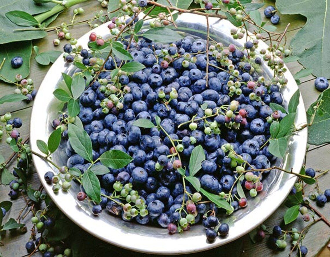 1 Biloxi Southern HIGHBUSH BLUEBERRY Live Plant Organic Etsy