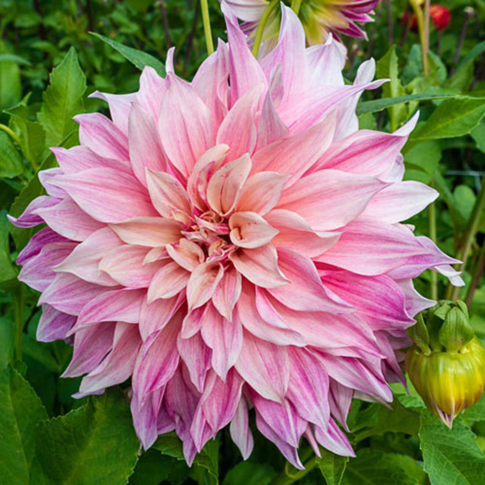 Dinnerplate Dahlia Café au Lait Royal Blooming Size Bulb Tuber Etsy
