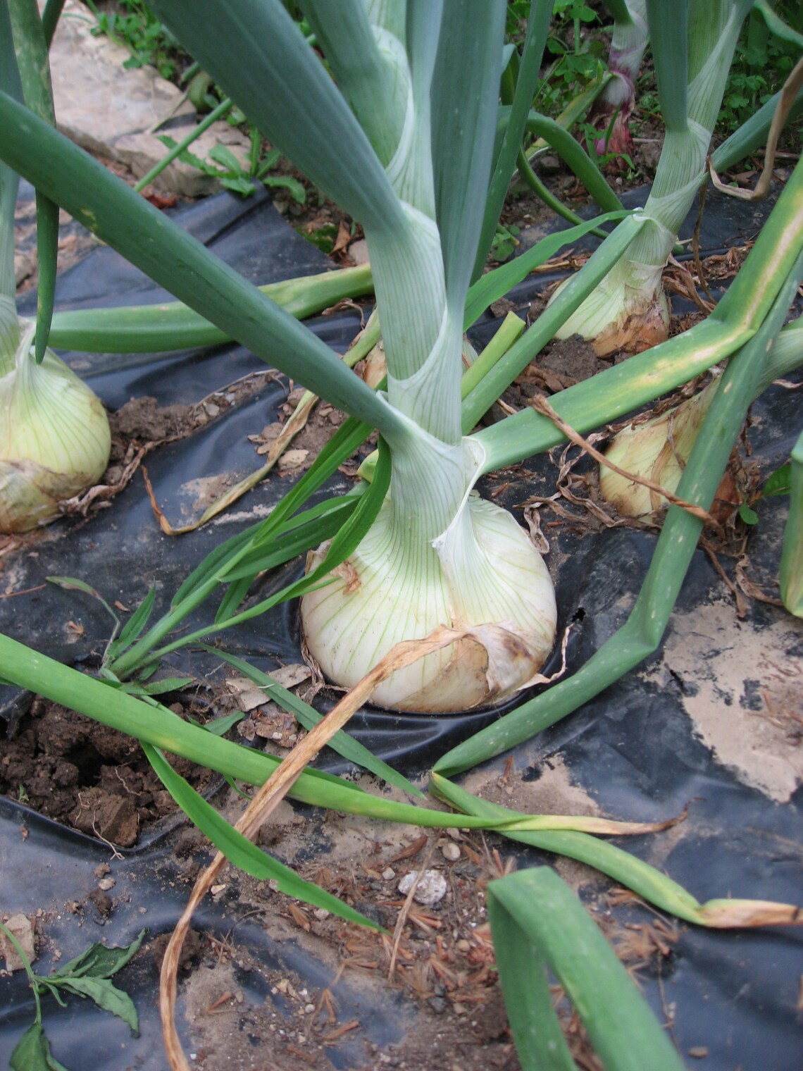 Onion Live Onion Live