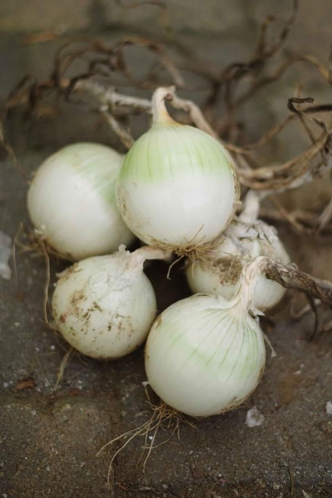 LIVE ONION PLANTS 48 Starters White Sierra Etsy