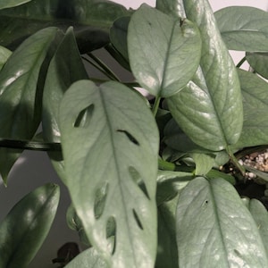 May include: Close-up of a Monstera plant with large, textured, green leaves. Some leaves have distinctive oval-shaped holes. The plant is in a pot and receives natural light, creating shadows and highlights on the leaves.