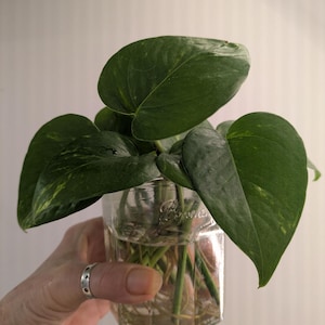 May include: A green pothos plant with large, heart-shaped leaves in a clear, hexagonal glass jar. The plant's roots are visible in the water. The jar is held by a person.