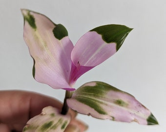 Tradescantia Fluminensis Maidens Blush, Blushing Bride, Trailing Houseplant, Rooted Cuttings, Unrooted Cuttings, Easy Care, Hanging Plant