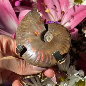 May include: A polished ammonite fossil with iridescent colours, displayed on a gold-coloured metal stand. The fossil's spiral shape is prominent, with a broken edge revealing its internal structure. The background features pink lilies and white daisies.