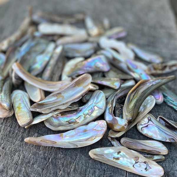 Natural Abalone shell - natural, purified with Palo Santo & infused with Reiki energy, protection, raises vibrations, harmony, stress relief