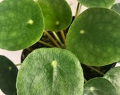 Pilea Peperomioides - grown in 4 pot