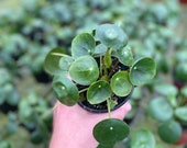 Pilea Peperomioides - grown in 4 pot