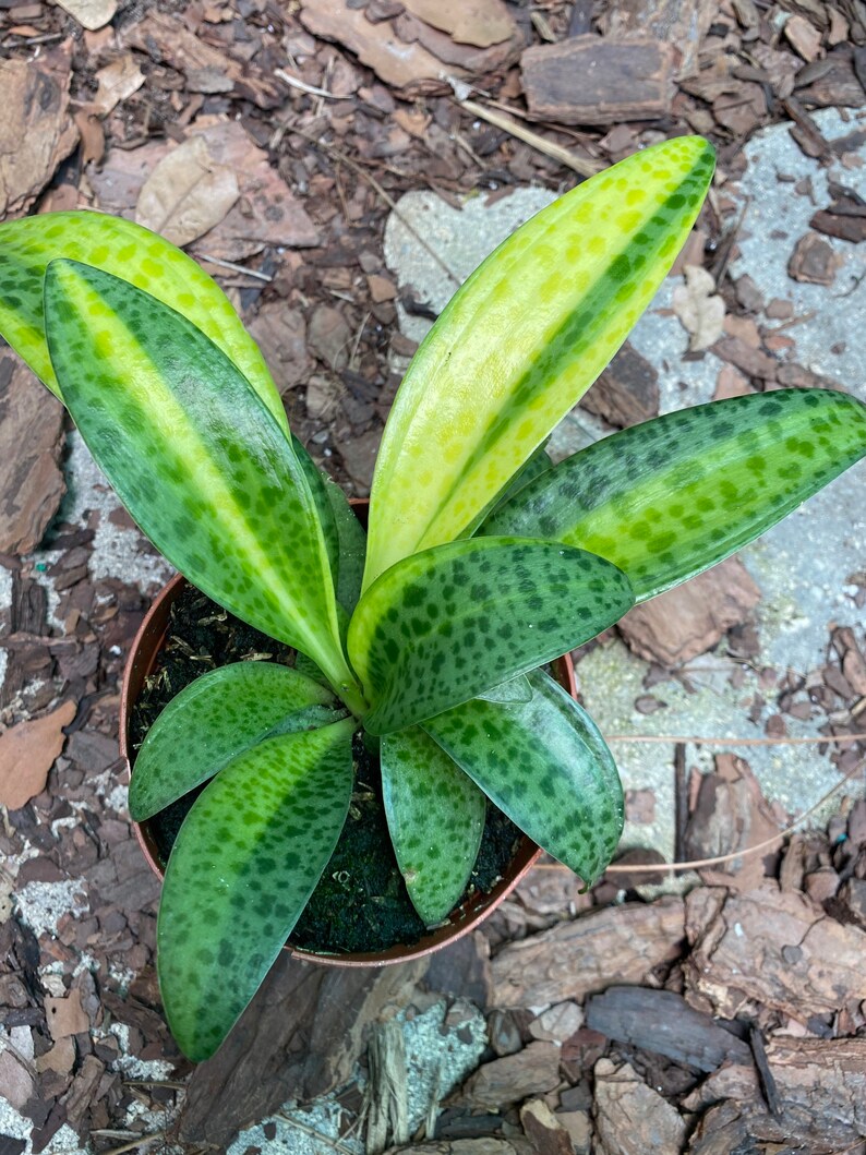 Leopard Lily Variegated grown in a 4 pot | Etsy
