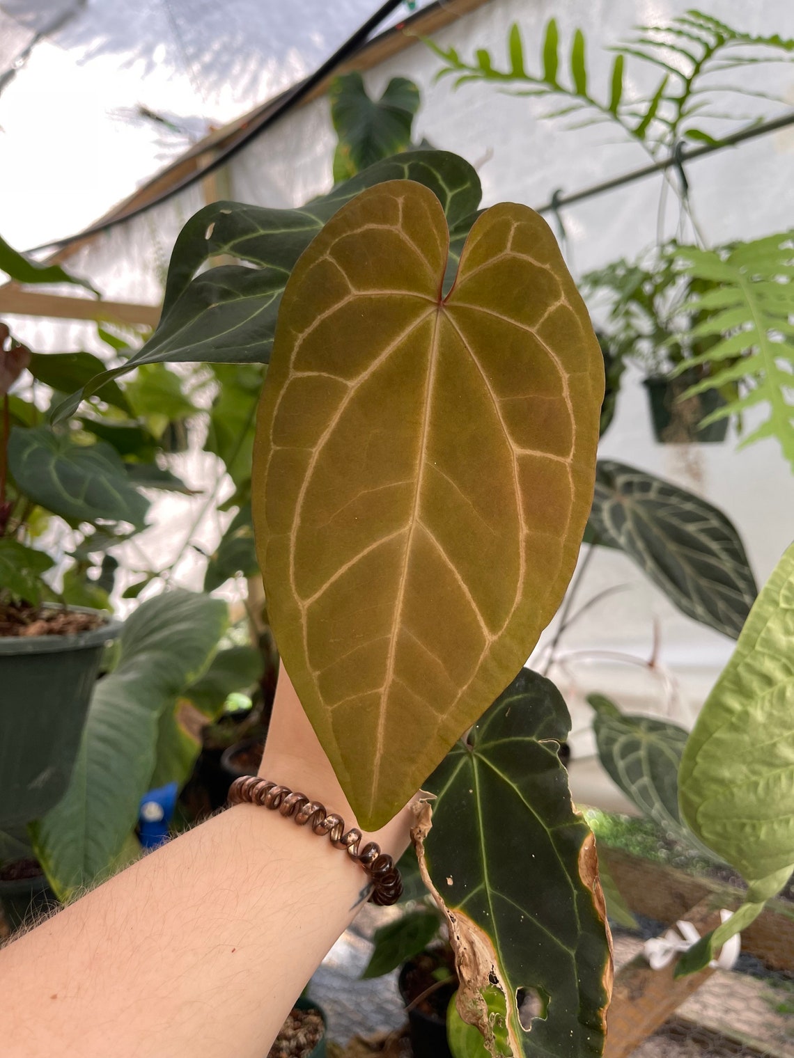 Anthurium Blue Velvet X Ace of Spades Hybrid Blue Like Etsy