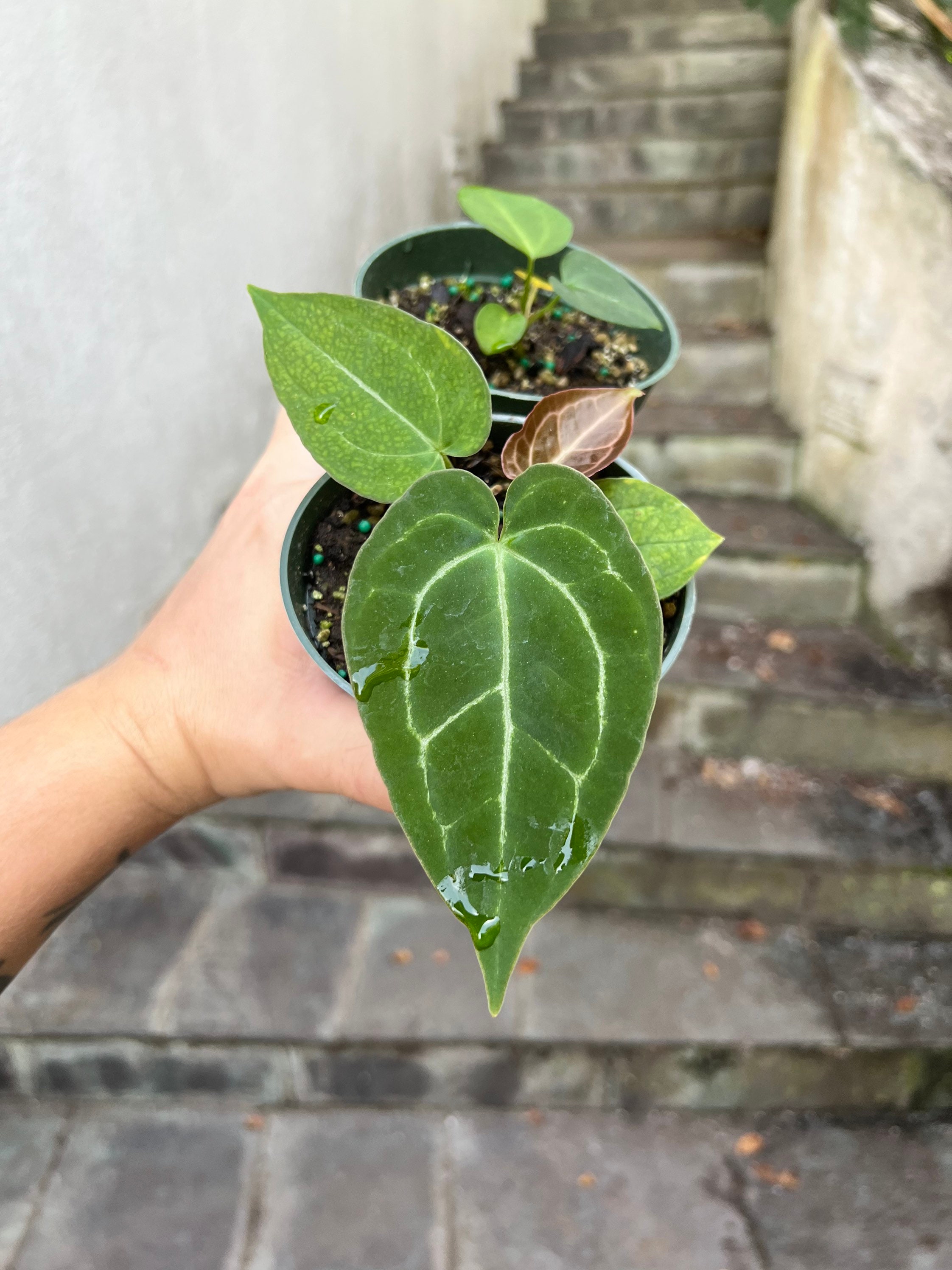 Anthurium on sale black beauty
