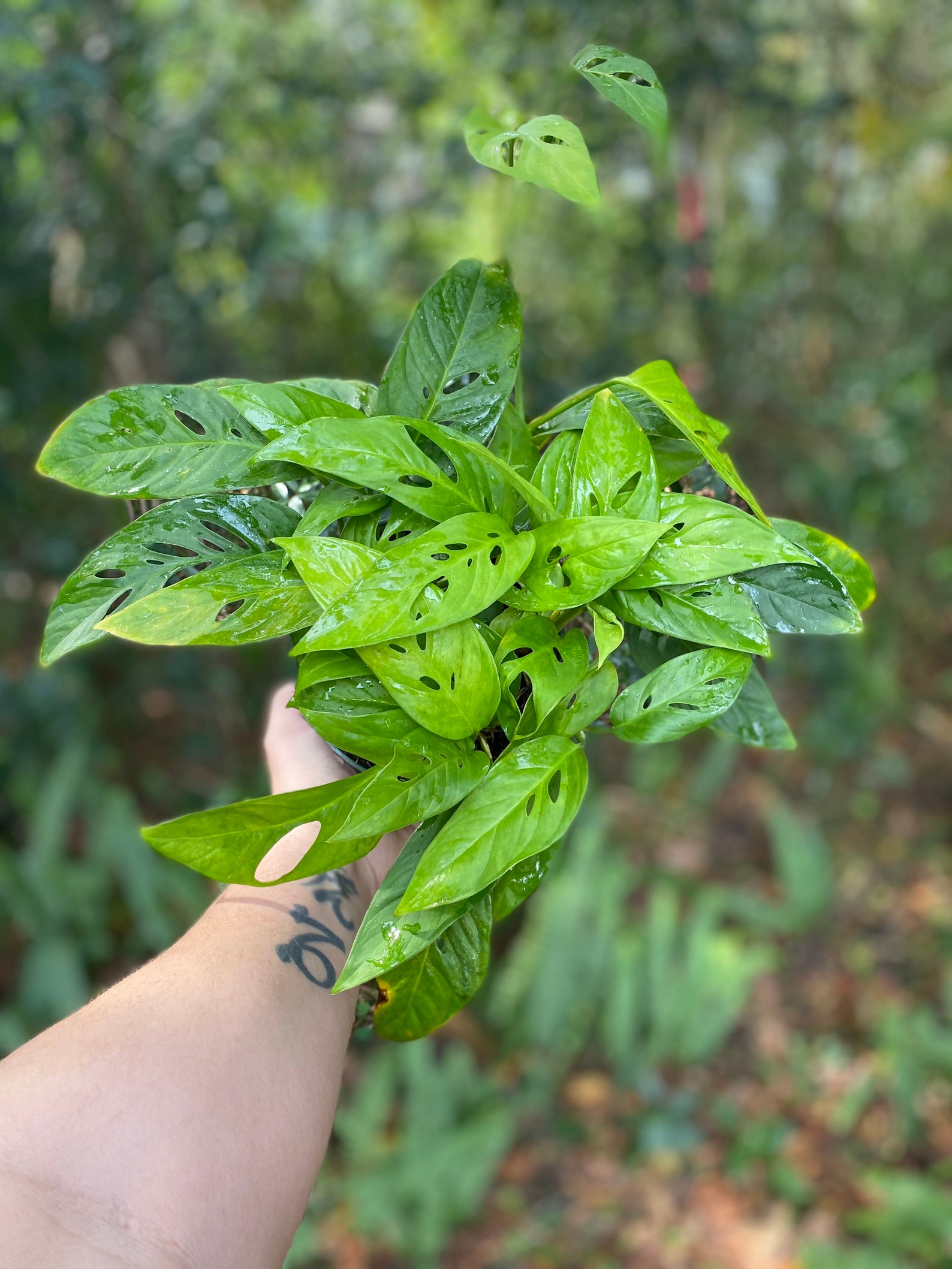 Monstera Adansonii Narrow Form Growing In 6 Pot Some Etsy