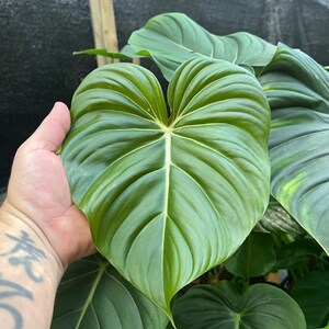 Philodendron Pastazanum billowy leaves rambler/ crawler 3-4 leaves size varies image 4