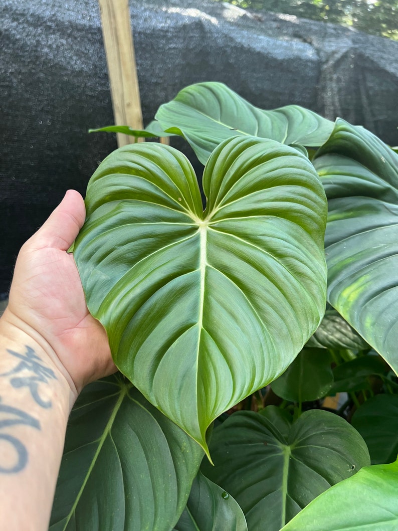 Philodendron Pastazanum billowy leaves rambler/ crawler 3-4 leaves size varies image 4