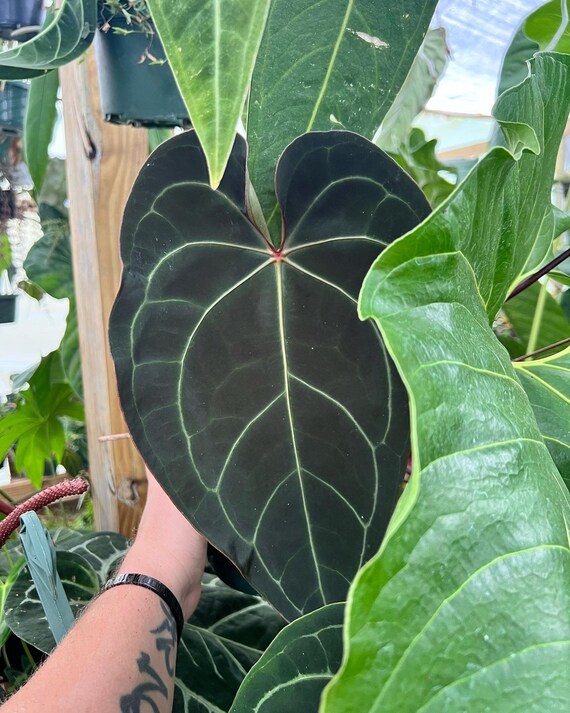 Anthurium Ace of Spades Hybrid Dark Ace Hybrid SEEDLINGS Etsy