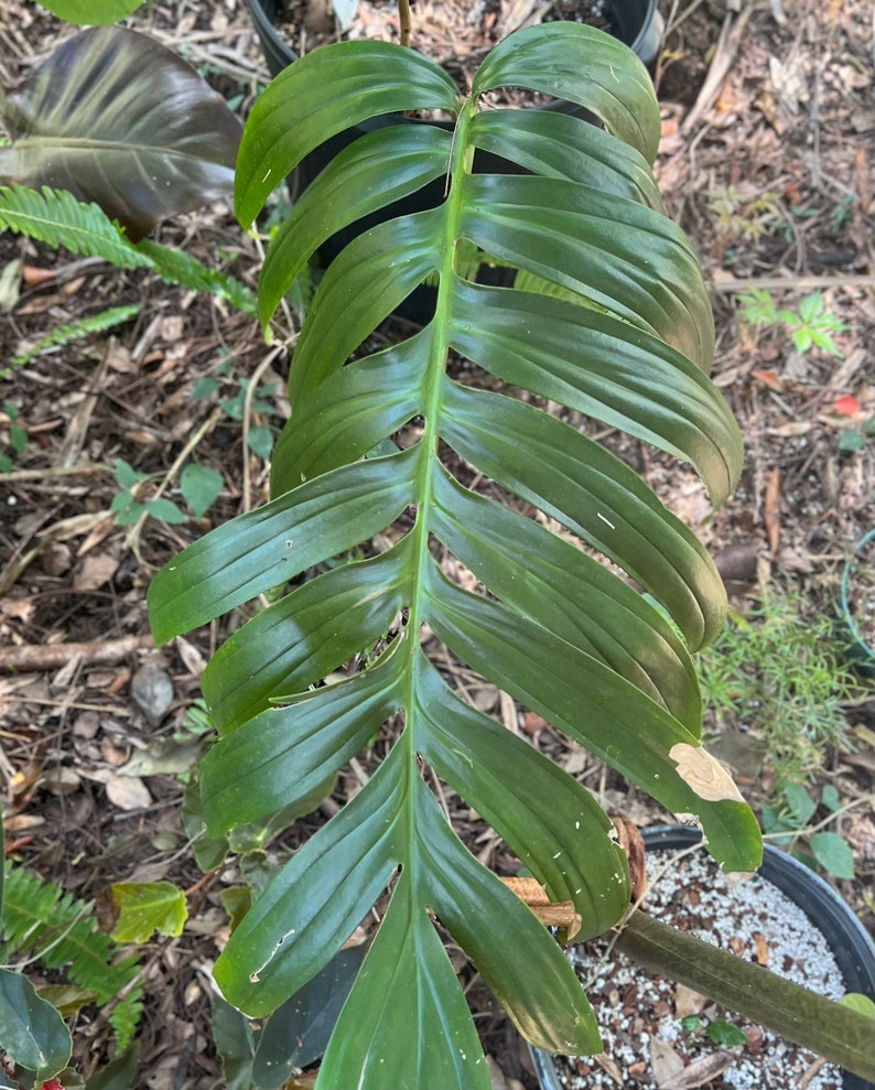 Rhaphidophora Decursiva 1-2 fenestrated leaves descurvia-grown in 4 pot size varies image 6