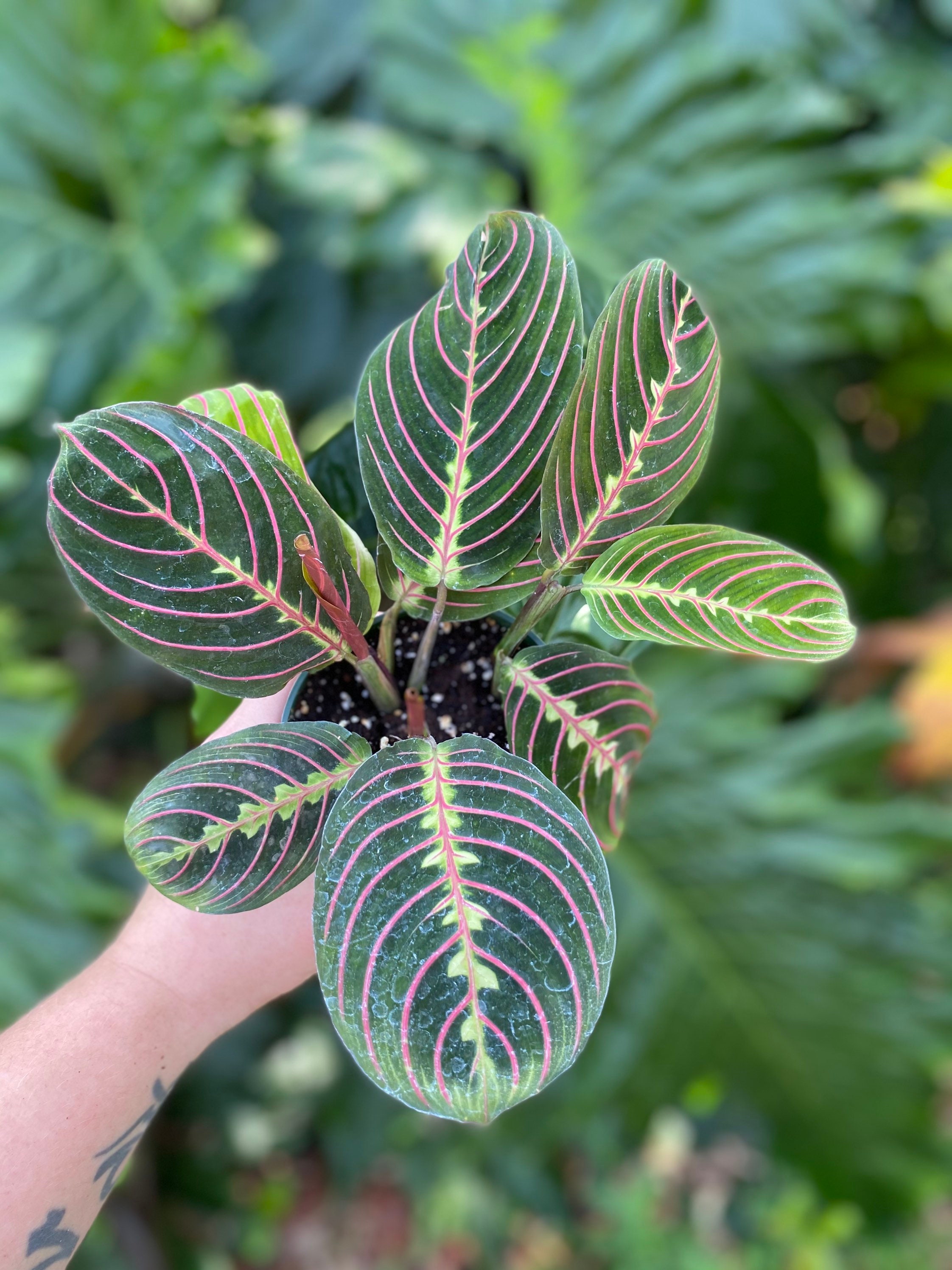 Maranta Red Leuconeura grown in 4 pot Prayer Plant not Etsy