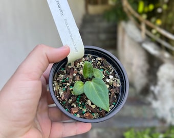 Anthurium  Dark Ace of Spades X Self (f2)  - seedling 2-3 leaves - seed grown - velvet plant - live plant - rare plant
