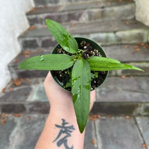 Anthurium Vittarifolium - strap leaf anthurium - growers choice - Live plant - aroid- grown in 4” pot - some blemishes