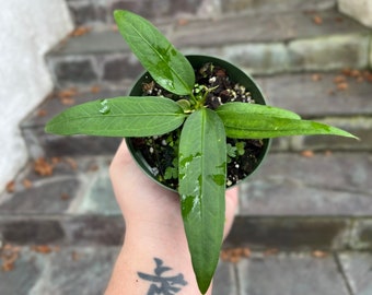 Anthurium Vittarifolium - strap leaf anthurium - growers choice - Live plant - aroid- grown in 4” pot - some blemishes