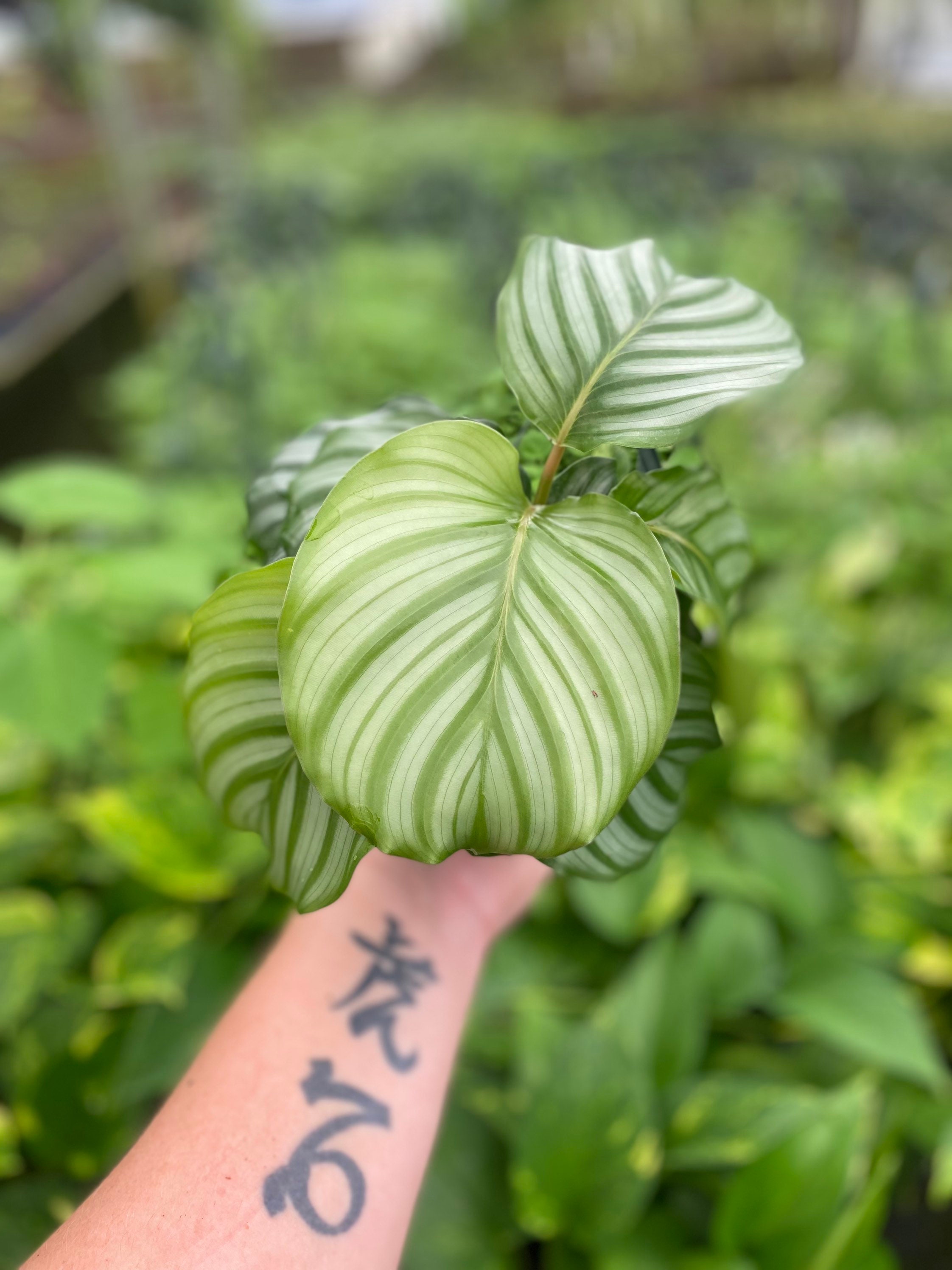 Calathea Orbifolia - Rotundifolia - grown in 4” pot ready for 6” pot …
