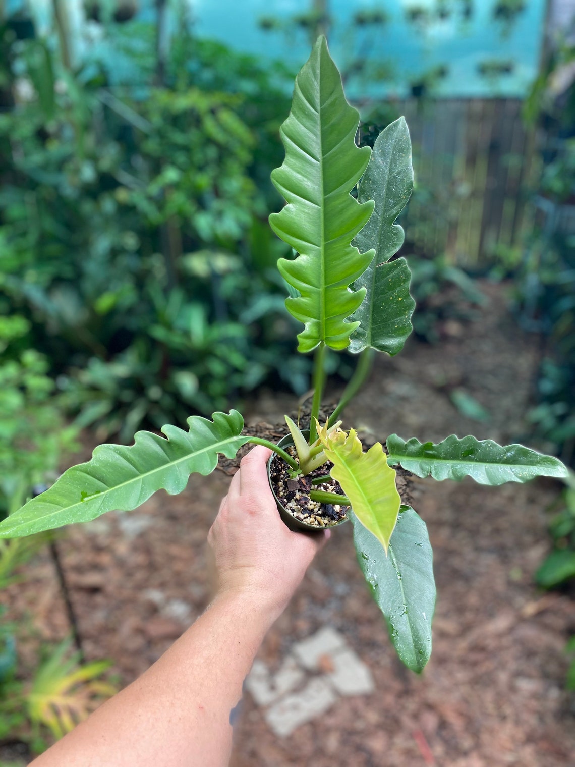 Philodendron Narrow Jungle Boogie grown in 4 pot size image 0