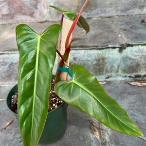 Philodendron Bernardopazi - juvenile leaves - Brazilian plant - grown 4” pot - size varies - needs to climb