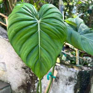 Philodendron Pastazanum billowy leaves rambler/ crawler 3-4 leaves size varies image 3