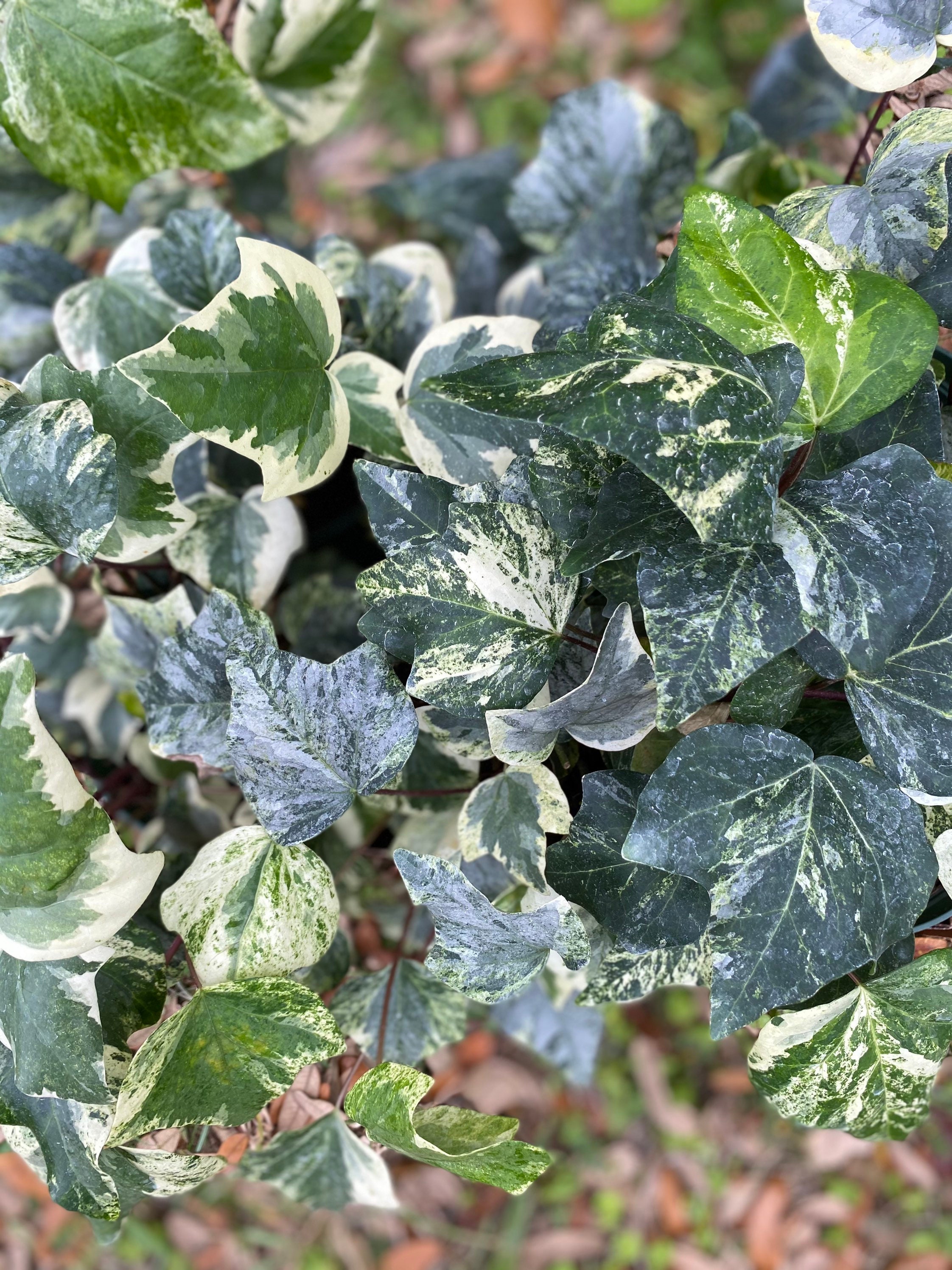 naturalizer ivy soft marble