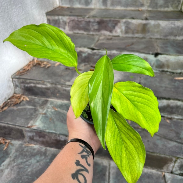 Monstera Lechleriana - growing in 4” pot - very long - may have damages - needs to attach to a pole- single vine - size varies