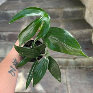Rhaphidophora Decursiva 1-2 fenestrated leaves descurvia-grown in 4 pot size varies image 2