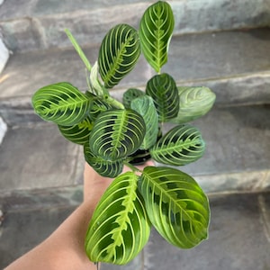 Maranta “Lemon Lime” - Prayer Plant - grown in a 4” pot - FULL - size varies -