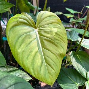 Philodendron Pastazanum billowy leaves rambler/ crawler 3-4 leaves size varies image 2