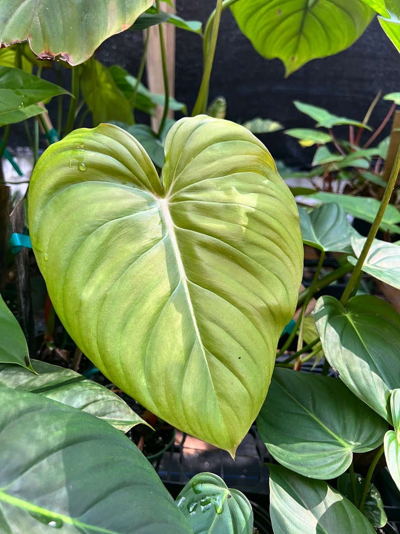 Philodendron Pastazanum billowy leaves rambler/ crawler 3-4 leaves size varies image 2