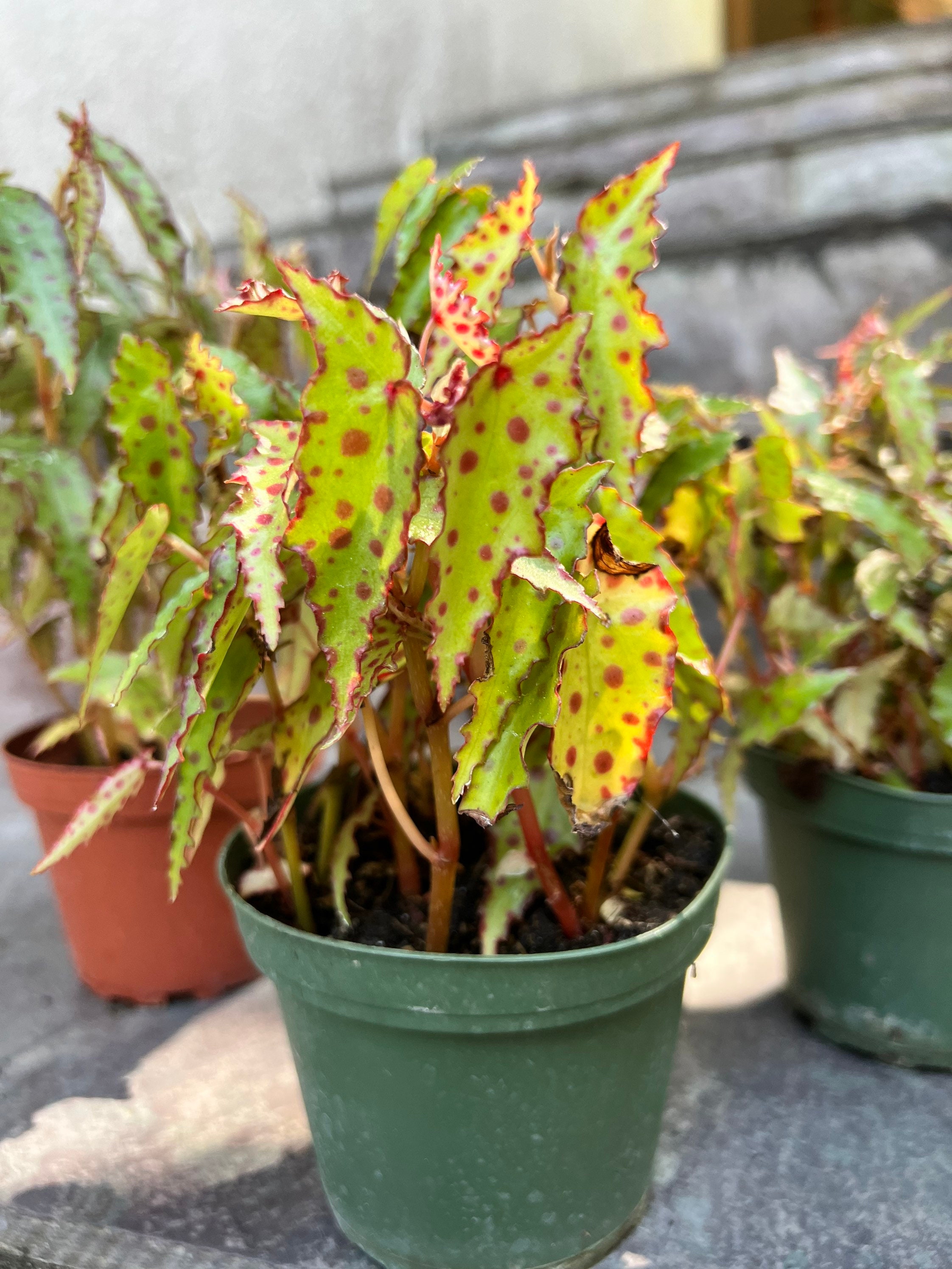 Begonia amphioxus on sale