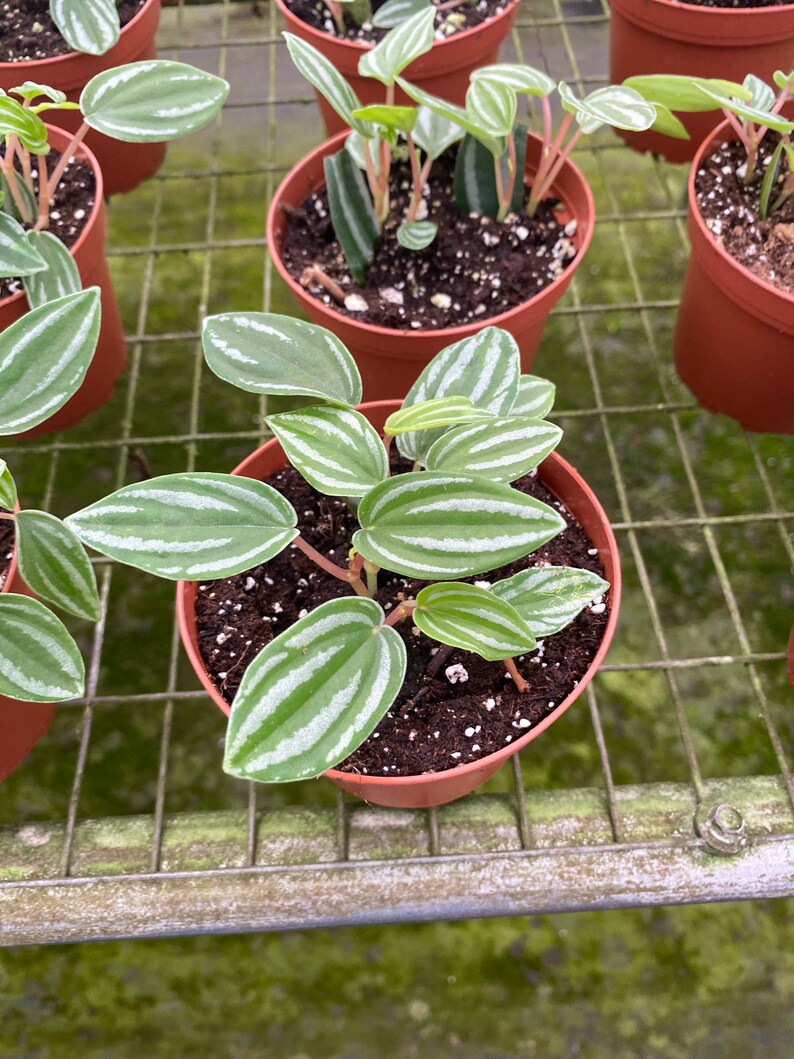 Watermelon Peperomia MINI peperomia verschaffeltii grown in Etsy
