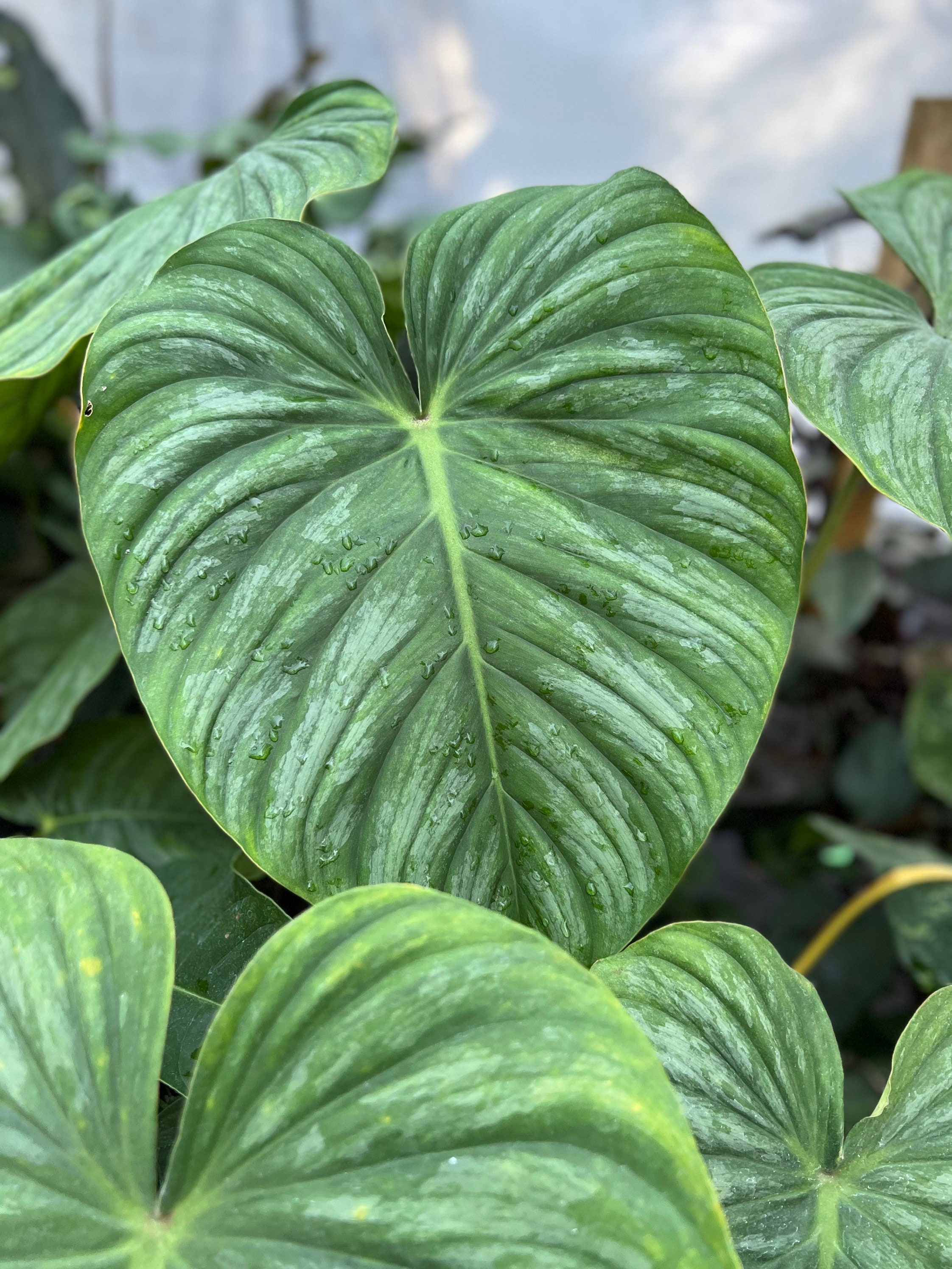 Philodendron Mamei Silver Or Pastazanum Silver Grown In Etsy Singapore