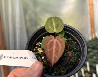 Anthurium Dr Block Zara x self  - showing purple - seed grown - hybrid - size varies - red veining will vary