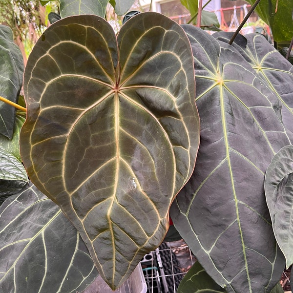 Anthurium Ace Of Spades