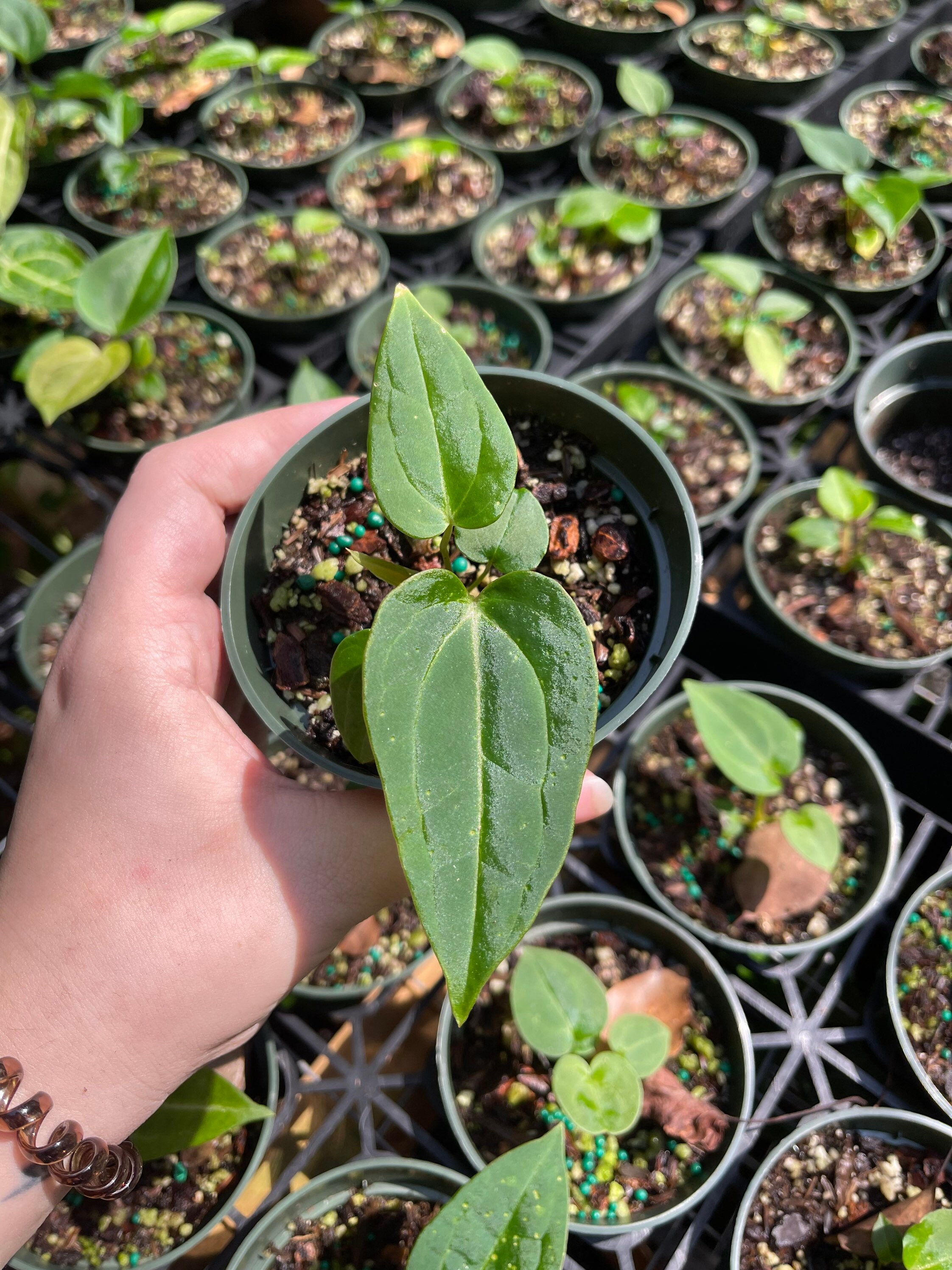 Anthurium Blue Velvet X Ace of Spades Hybrid Blue Like Etsy