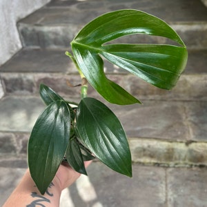 Rhaphidophora Decursiva 1-2 fenestrated leaves descurvia-grown in 4 pot size varies image 3