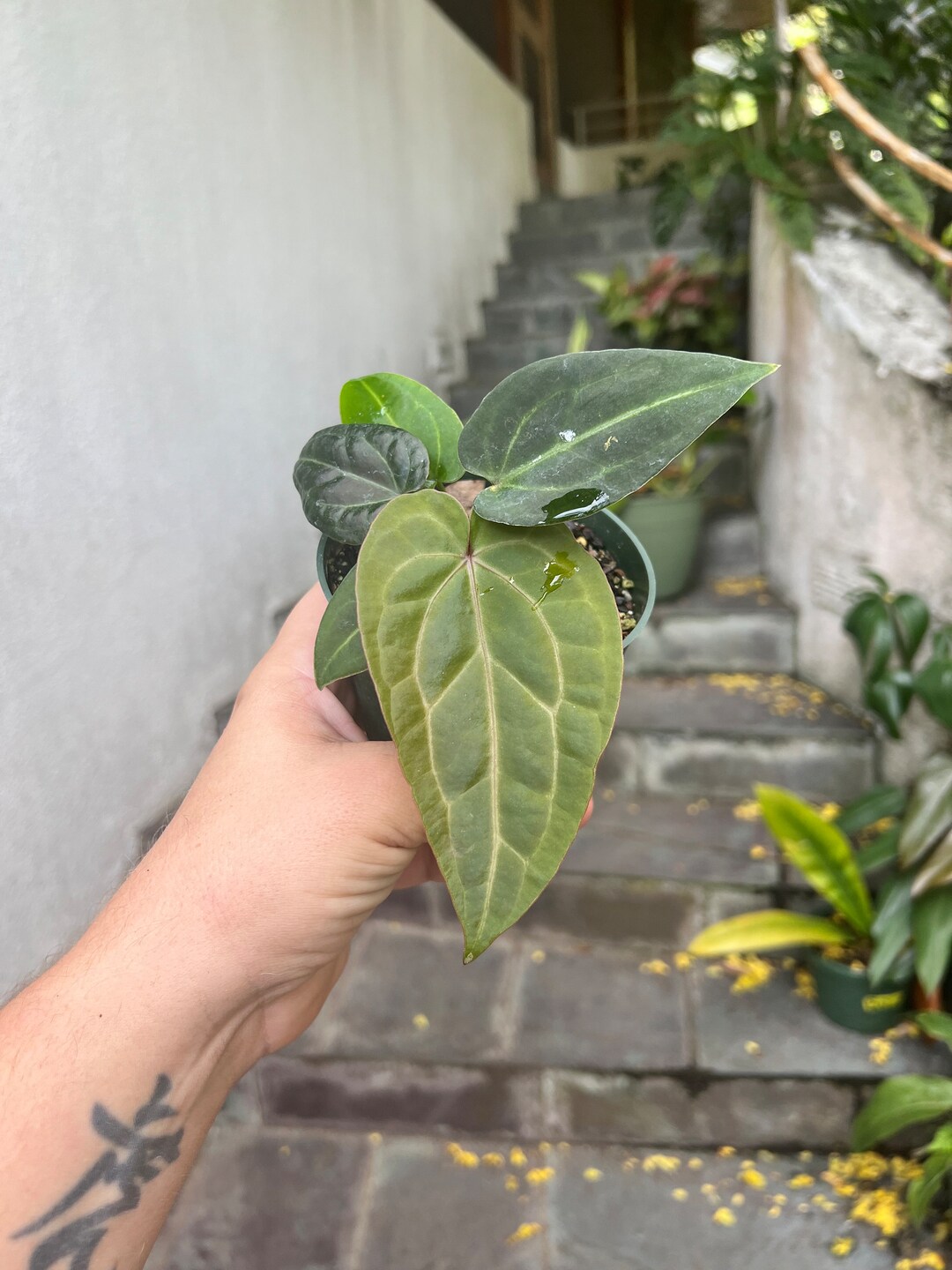 Anthurium Blue Velvet X Ace of Spades Blue Like Leaves Etsy